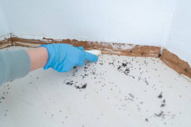 Trusted Roebuck, SC Pest Control Experts